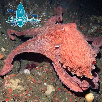 A peach colored octopus