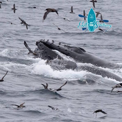 A whale