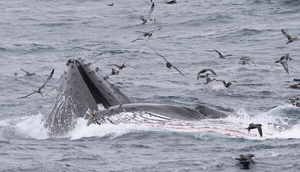 ocean with two humpback whales dark gray feeding at the surface with birds all around